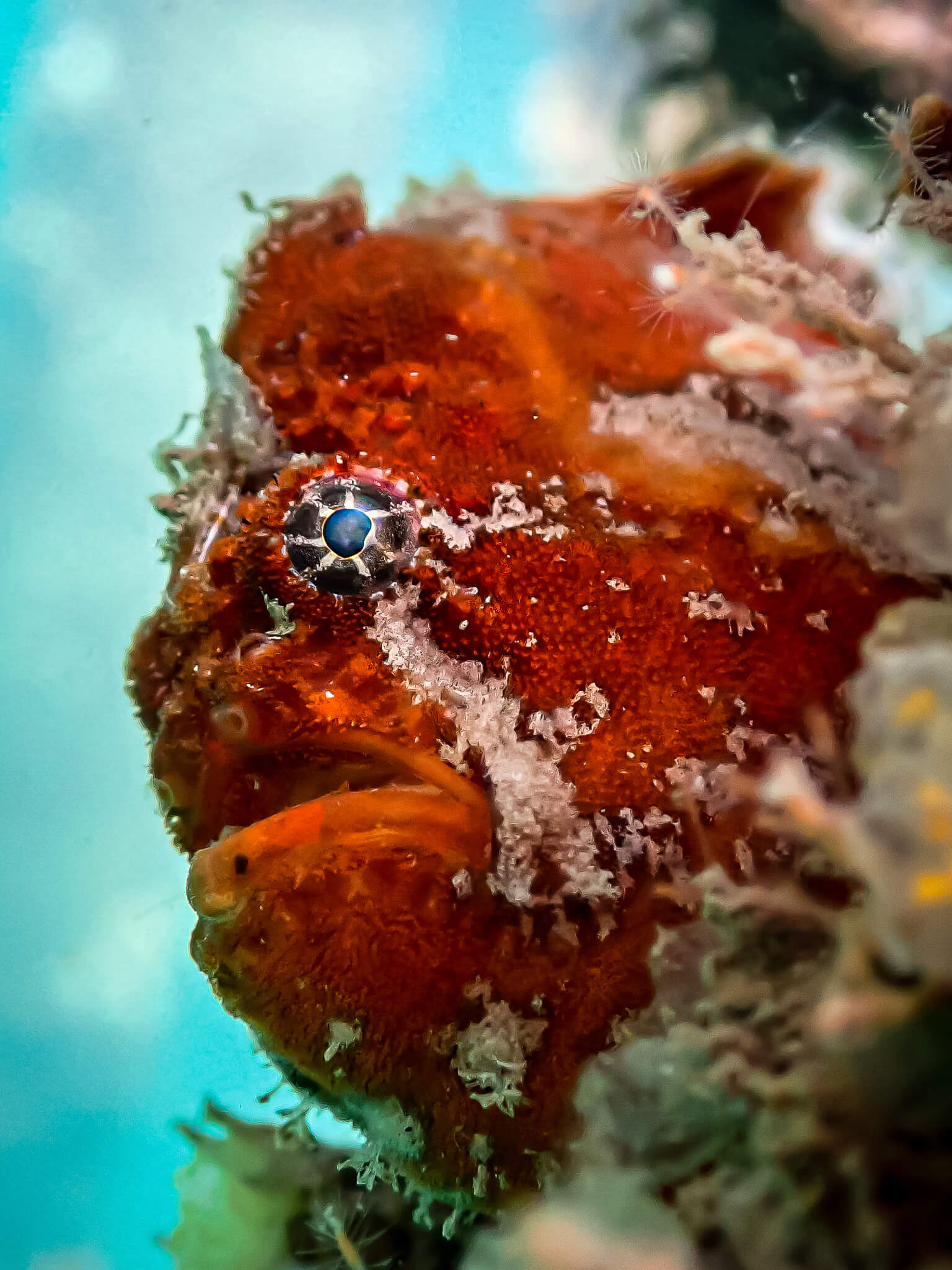 ปลากบ frogfish